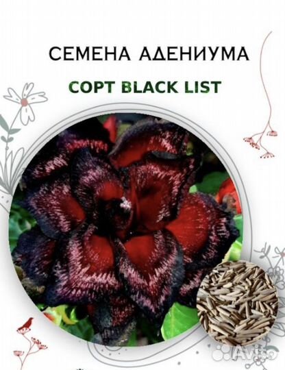 Адениум черно красный окрас