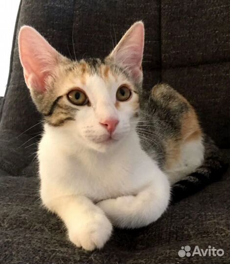 Кошка в добрые руки. Молодая трехцветка Тина
