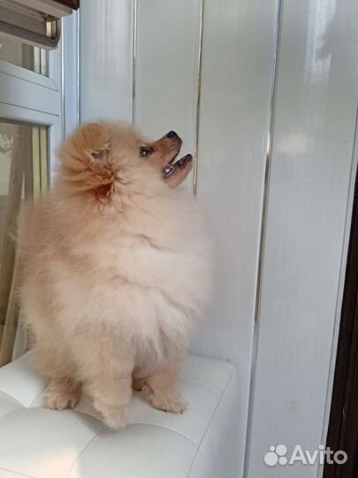Померанский шпиц