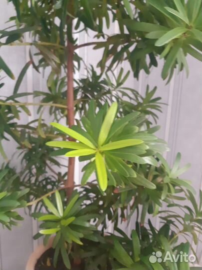 Подокарп круптнолистный