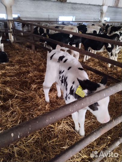 Телята бычки