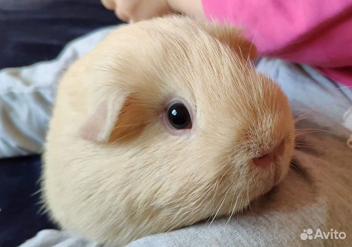 Морская свинка