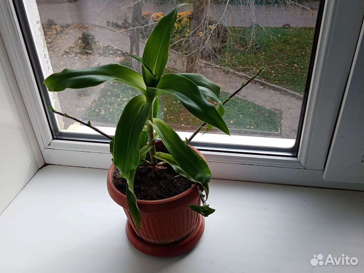 Цветок золотой ус