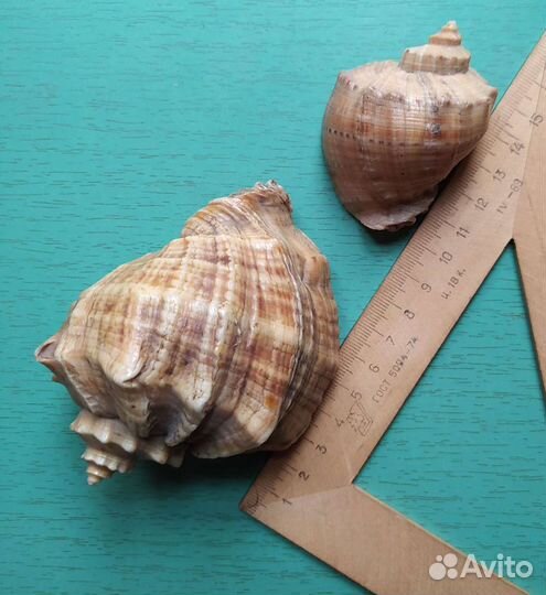Ракушки морские