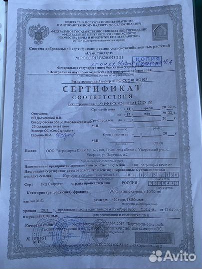 Продовольственный Картофель с поля