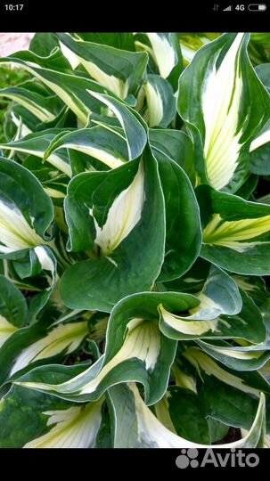 Хоста разные сорта