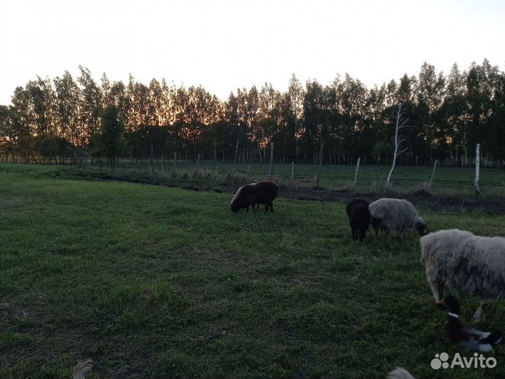 Овцы,бараны,ягнята