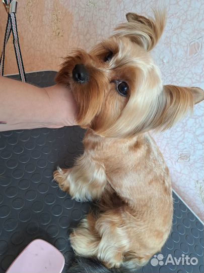 Услуги Груминга