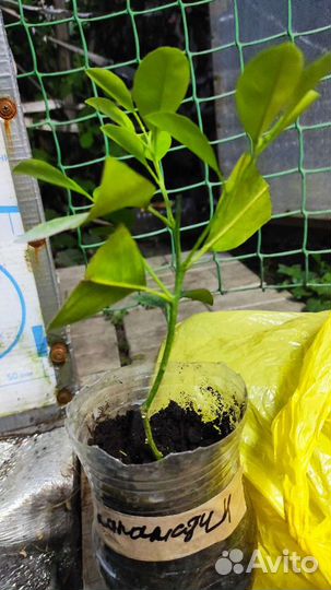 Саженцы лимонов, коломадин, Павловский мандарин