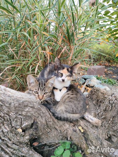 Отдаю котят в добрые руки