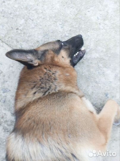 Немецкая овчарка