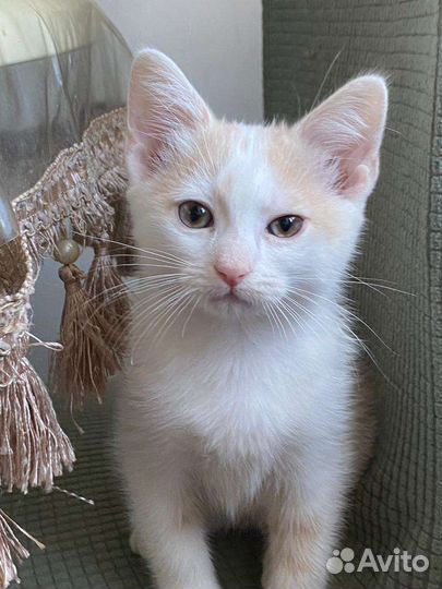 Котёнок в дар бесплатно