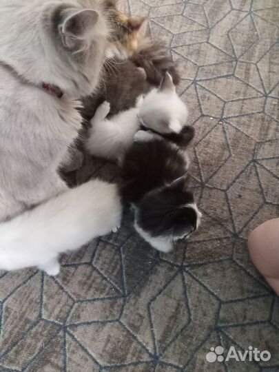 Домашние котята