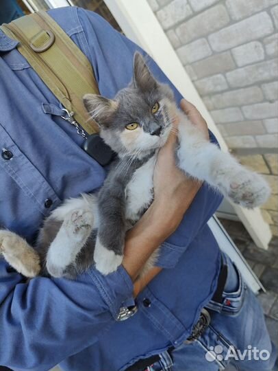 Котенок 3 цветный