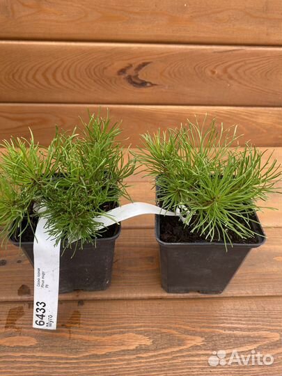 Сосна горная Муго