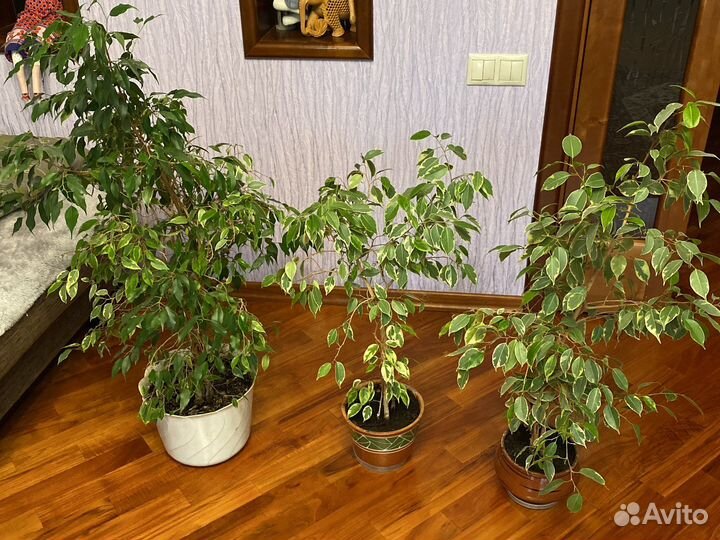 Комнатные растения