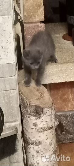 Кошечка в добрые руки