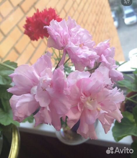 Сортовые пеларгонии