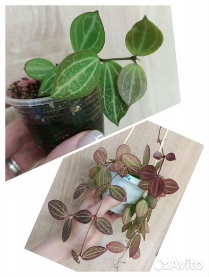 Суккуленты, церопегии, дисхидии