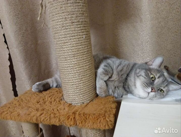 Кошка в дар