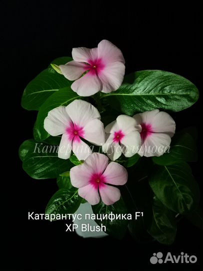 Катарантус/барвинок