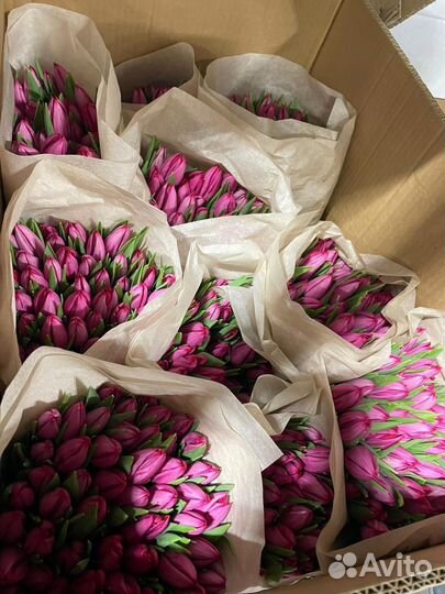 Тюльпаны опт от 200