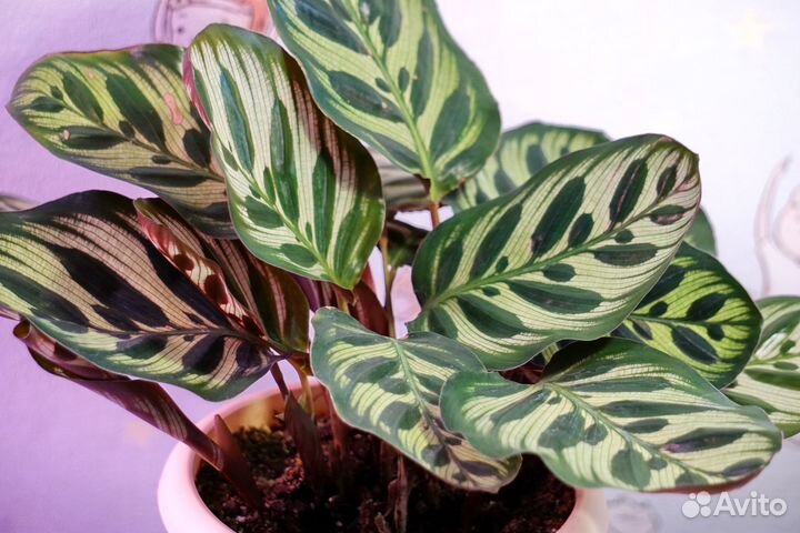 Калатея макоя роскошный куст
