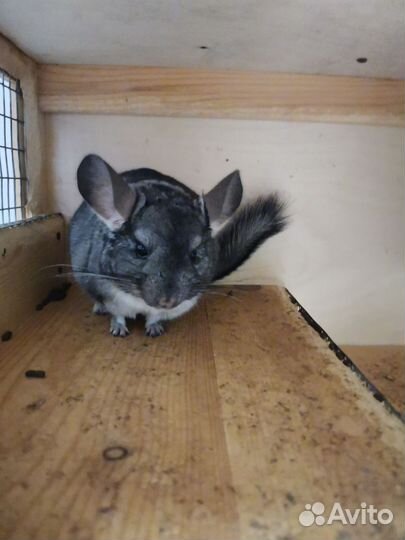 Шиншилла меховой стандарт