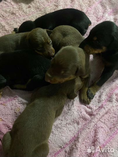 Щенки добермана