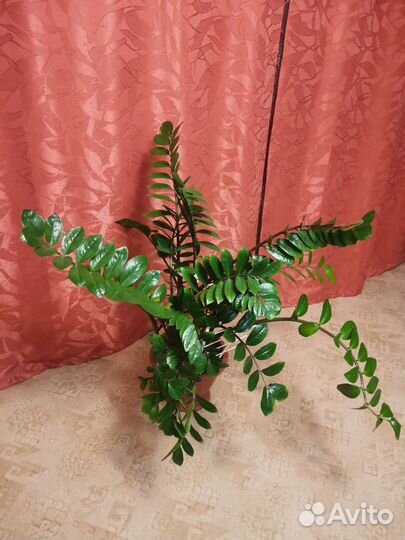 Замиокулькас