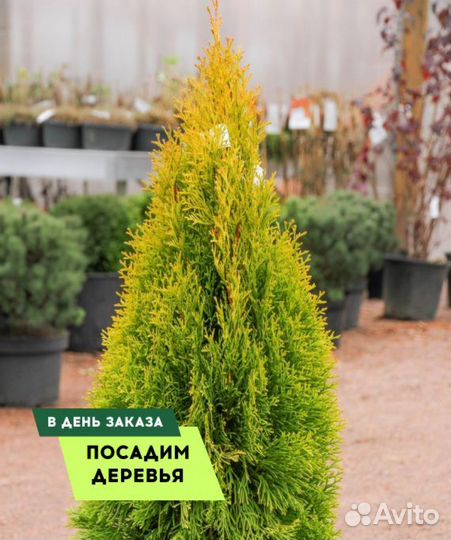 Туя Колумна