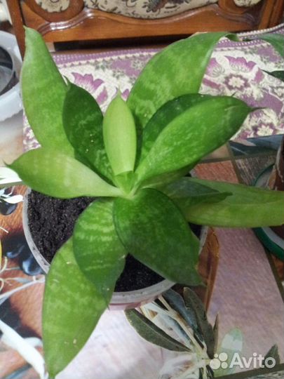 Сансевиерия