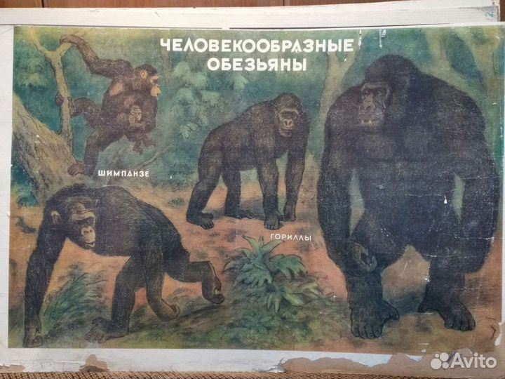 Плакат по биологии