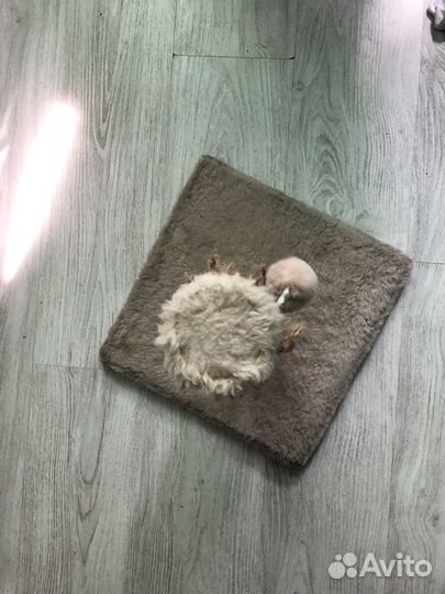 Когтеточка