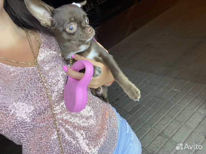 Вязка кобель чихуахуа