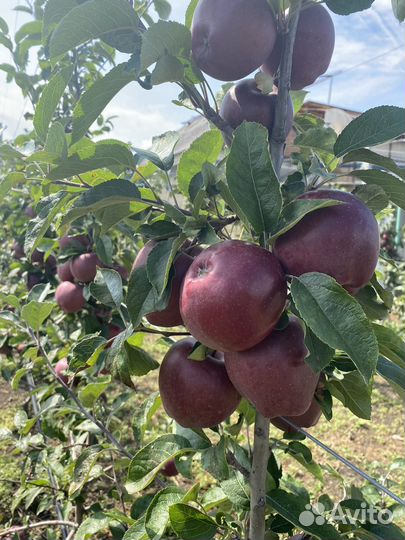 Яблоки джеромини