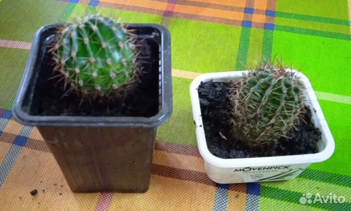 Кактусы и суккуленты