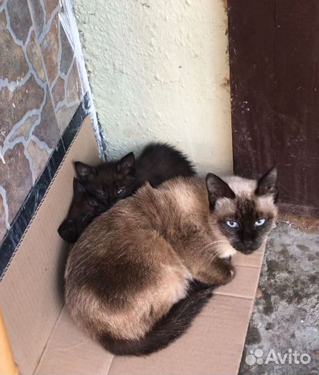 Котята в добрые руки