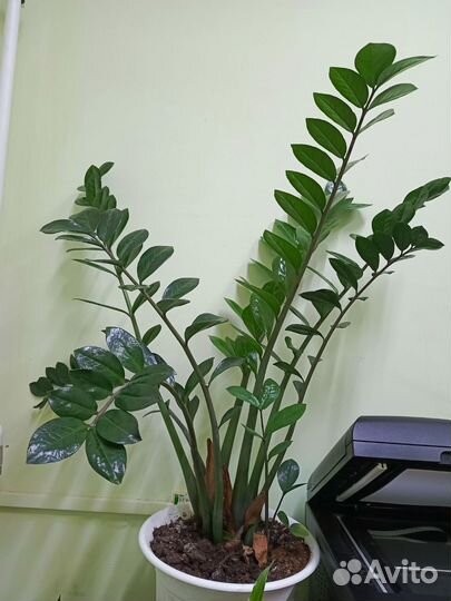 Замиокулькас