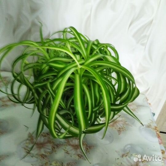 Комнатные растения цветы