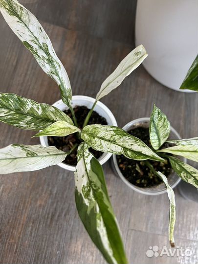 Спатифиллум вариегатный