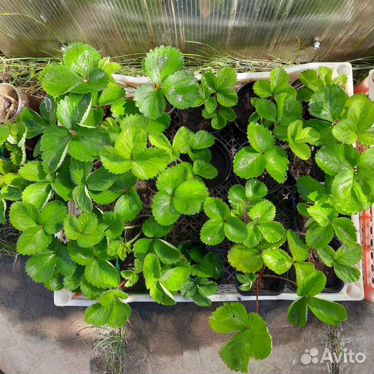 Клубника ранняя сорт 