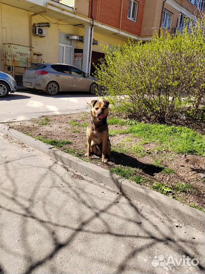 Собака в добрые руки