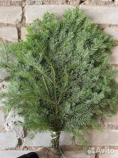 Веник из пихты