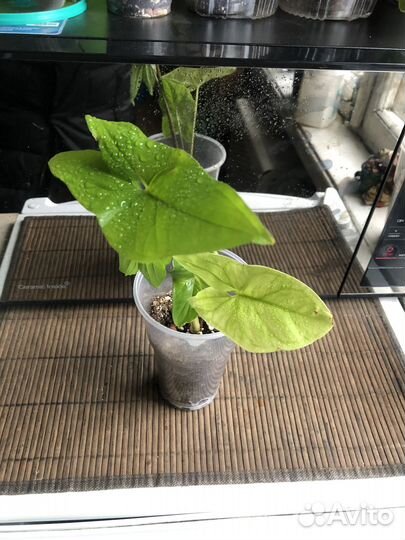 Сингониум,диффенбахия,плющ,хойя