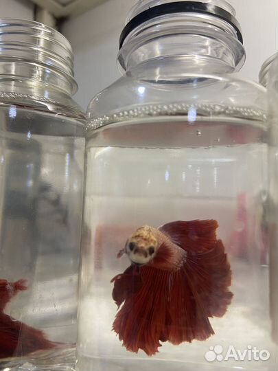 Аквариум с рыбками