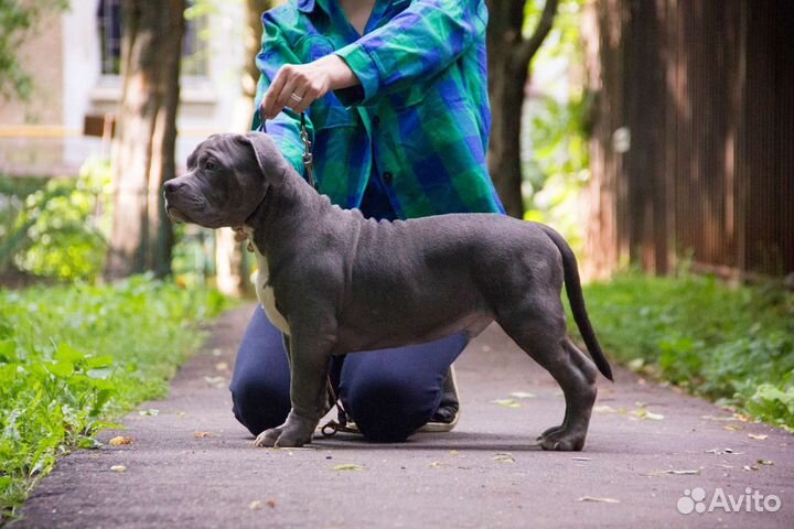 Американский булли стандарт/классик