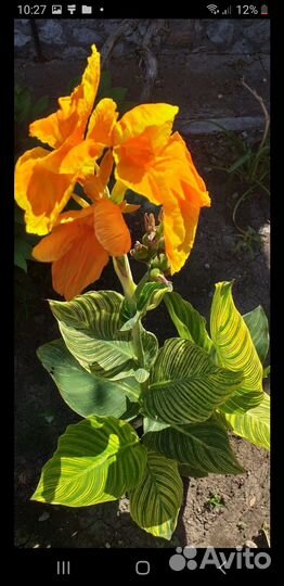 Канна,клубни,многолетник