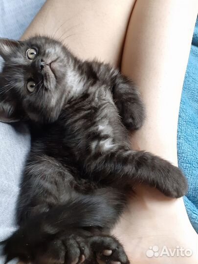 Отдам котёнка