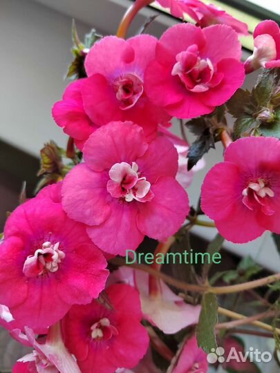 Ахименесы ризомы